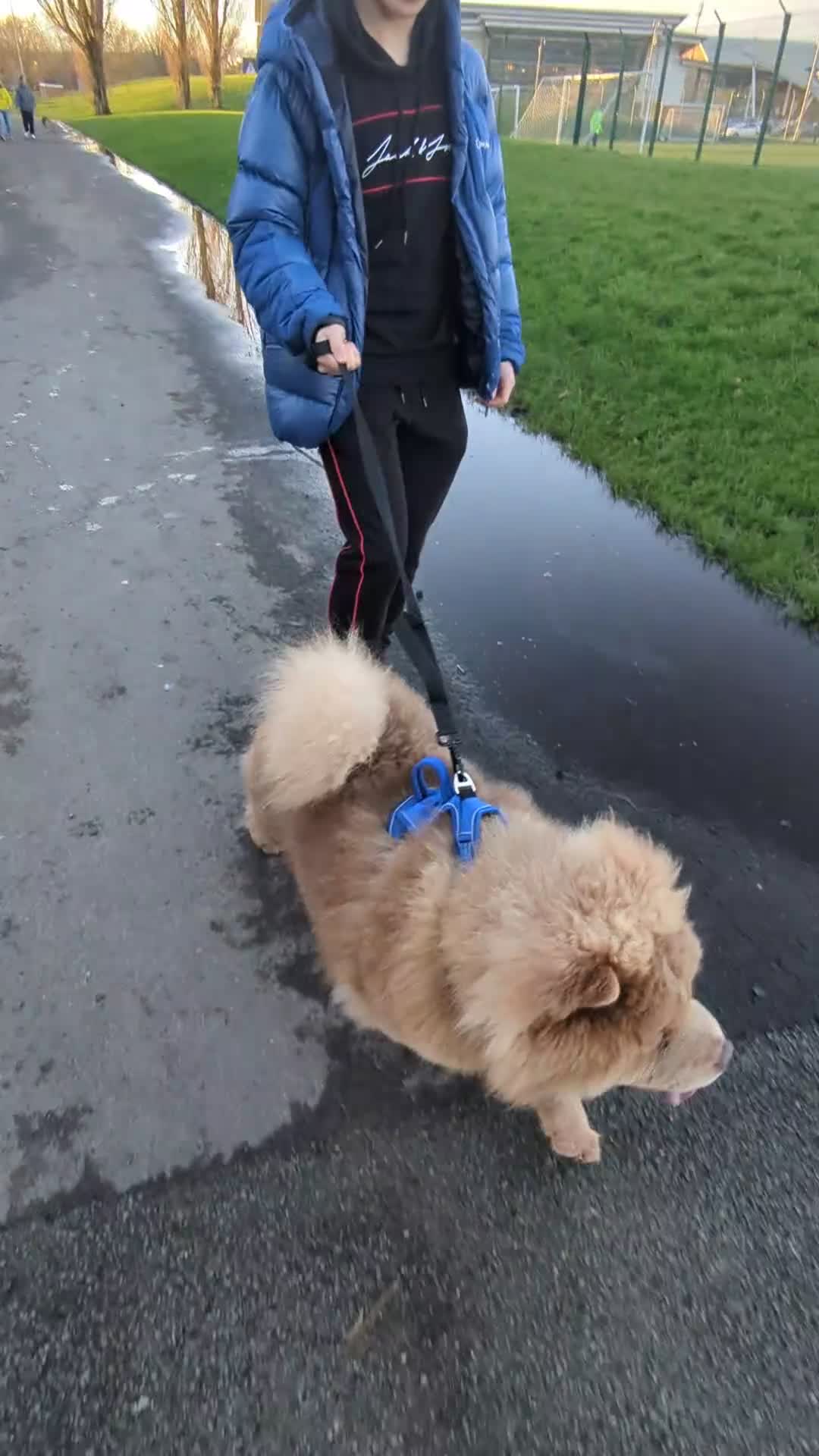 Chow Chow dogs for sale: KC Lilac male chow - champion bloodline - Video 1