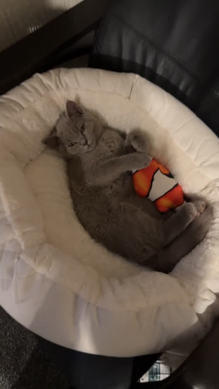 British Shorthair cats for sale: Both for sell  - Video 1