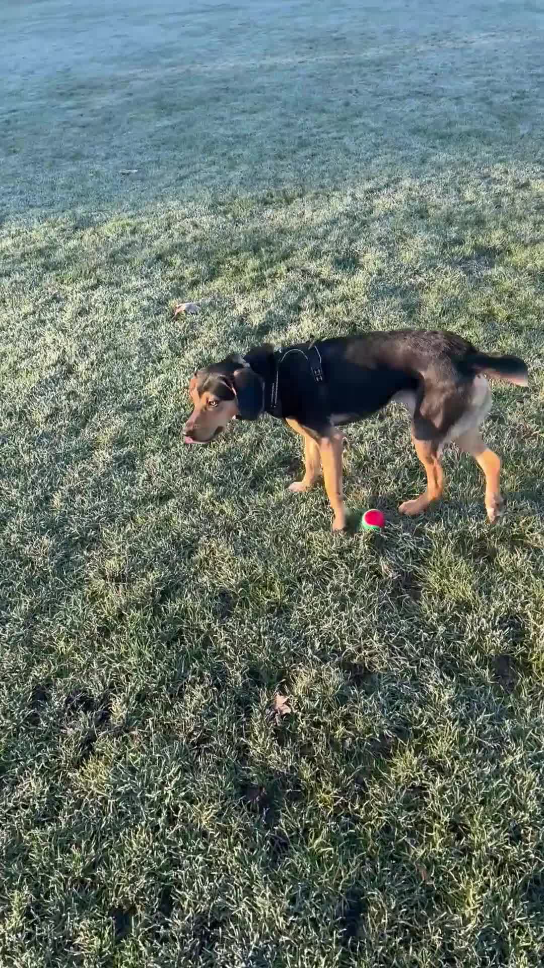 Mixed Breed dogs for adoption: URGENT: Ivan (Greek Harehound) - Video 5