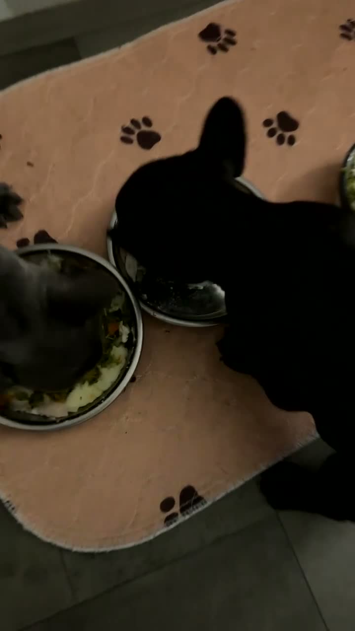 French Bulldog dogs for sale: 3 Gorgeous French Bulldog Puppies – Ready Now! 🐾 - Video 5