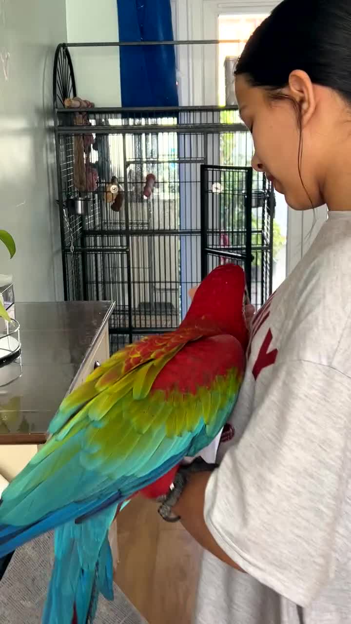 Macaws birds for sale: Beautiful red macaw - Video 3