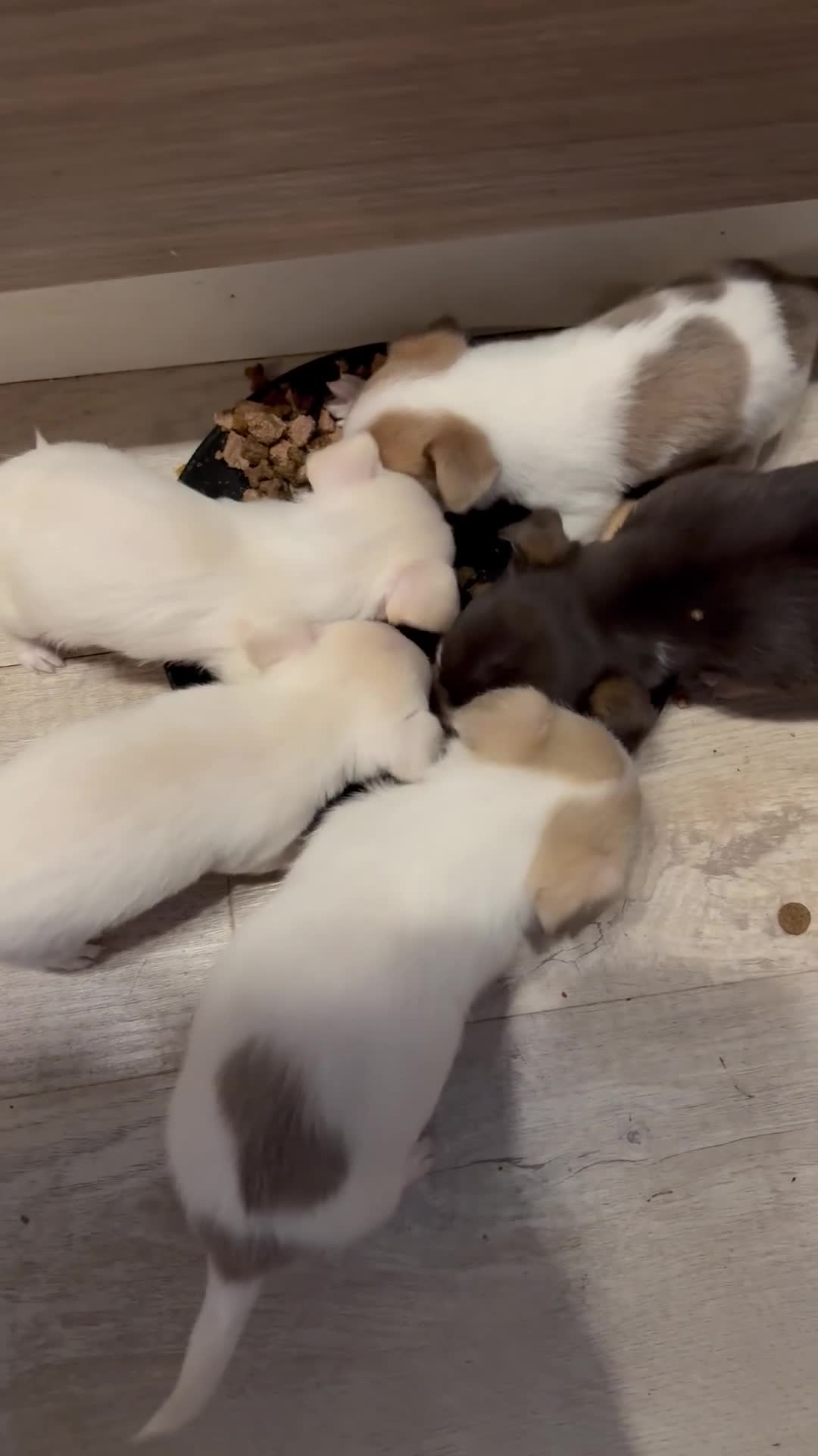 Pomchi dogs for sale: Pom Chi Puppies - Video 1