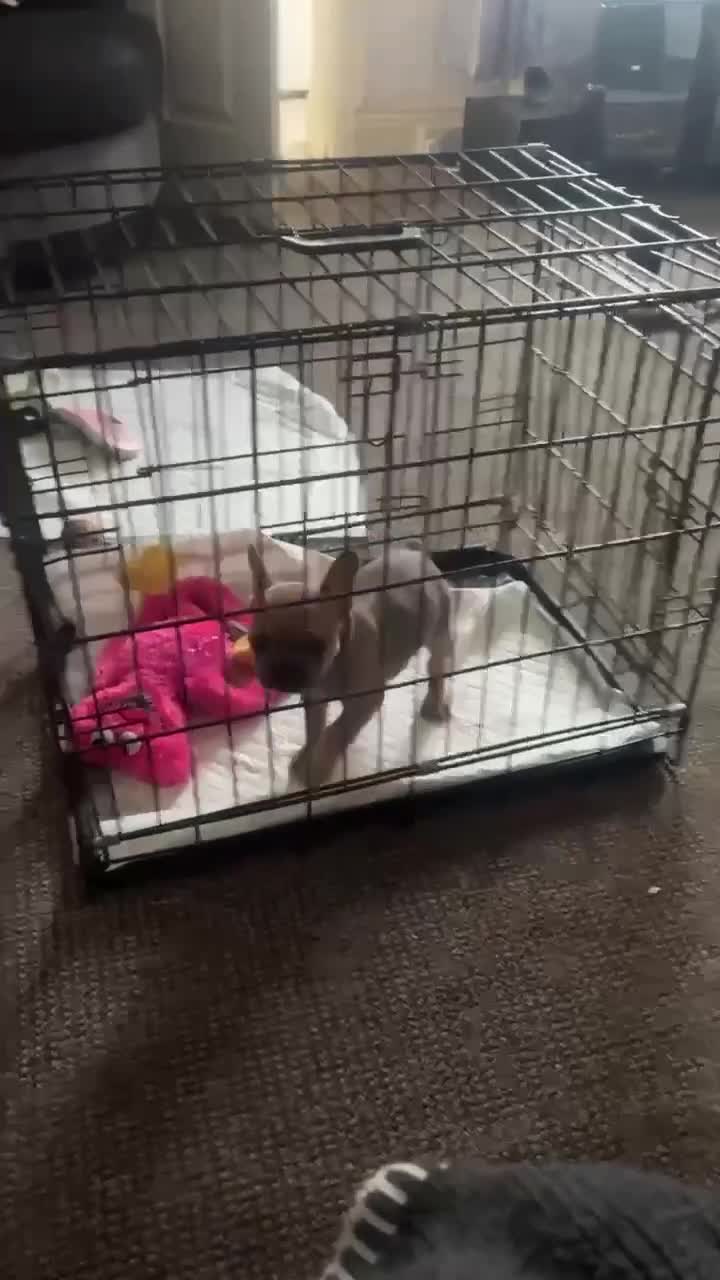 French Bulldog dogs for sale: Male Frenchie puppy - Video 1
