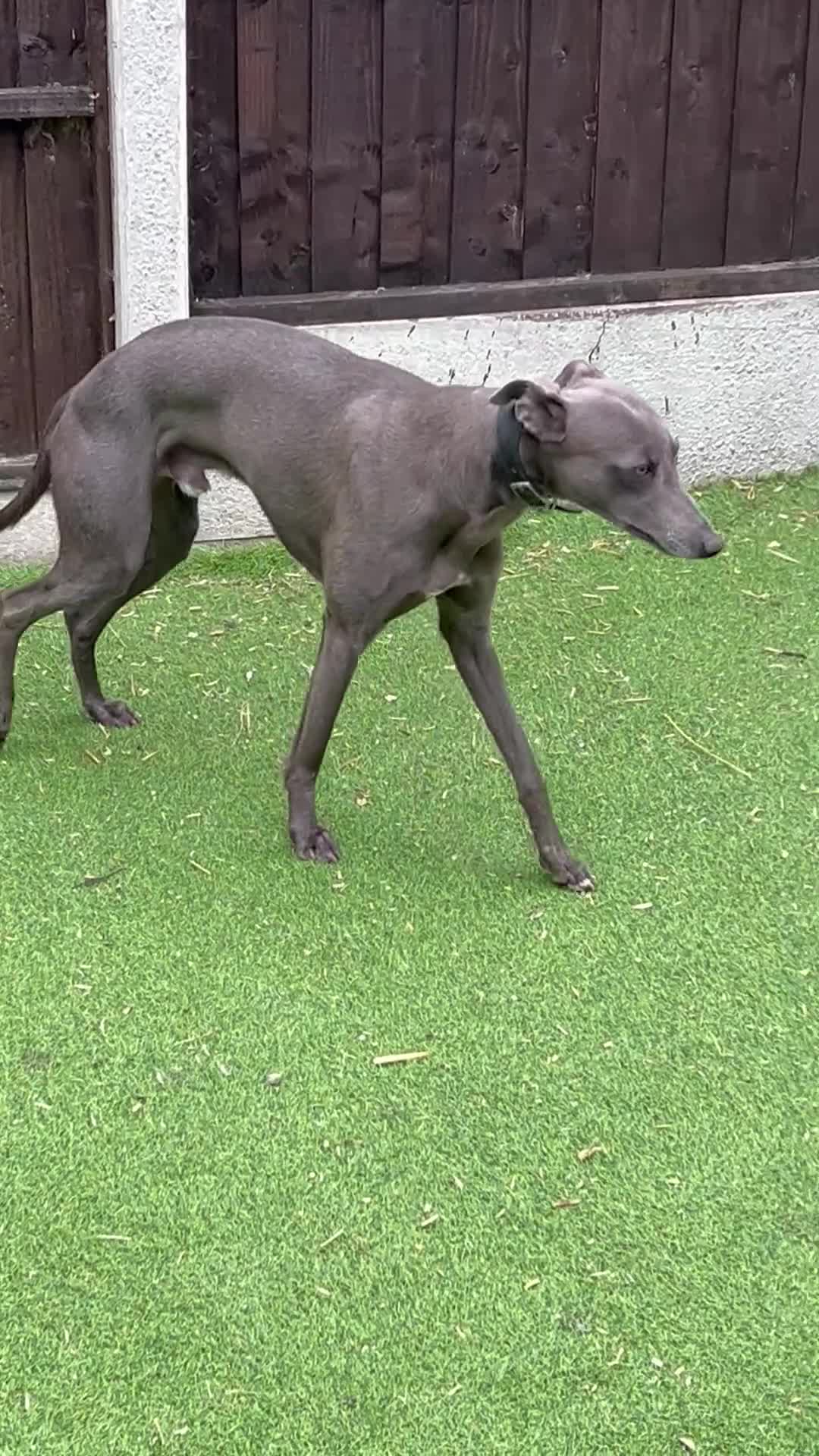 Whippet dogs for stud: At stud  - Video 1