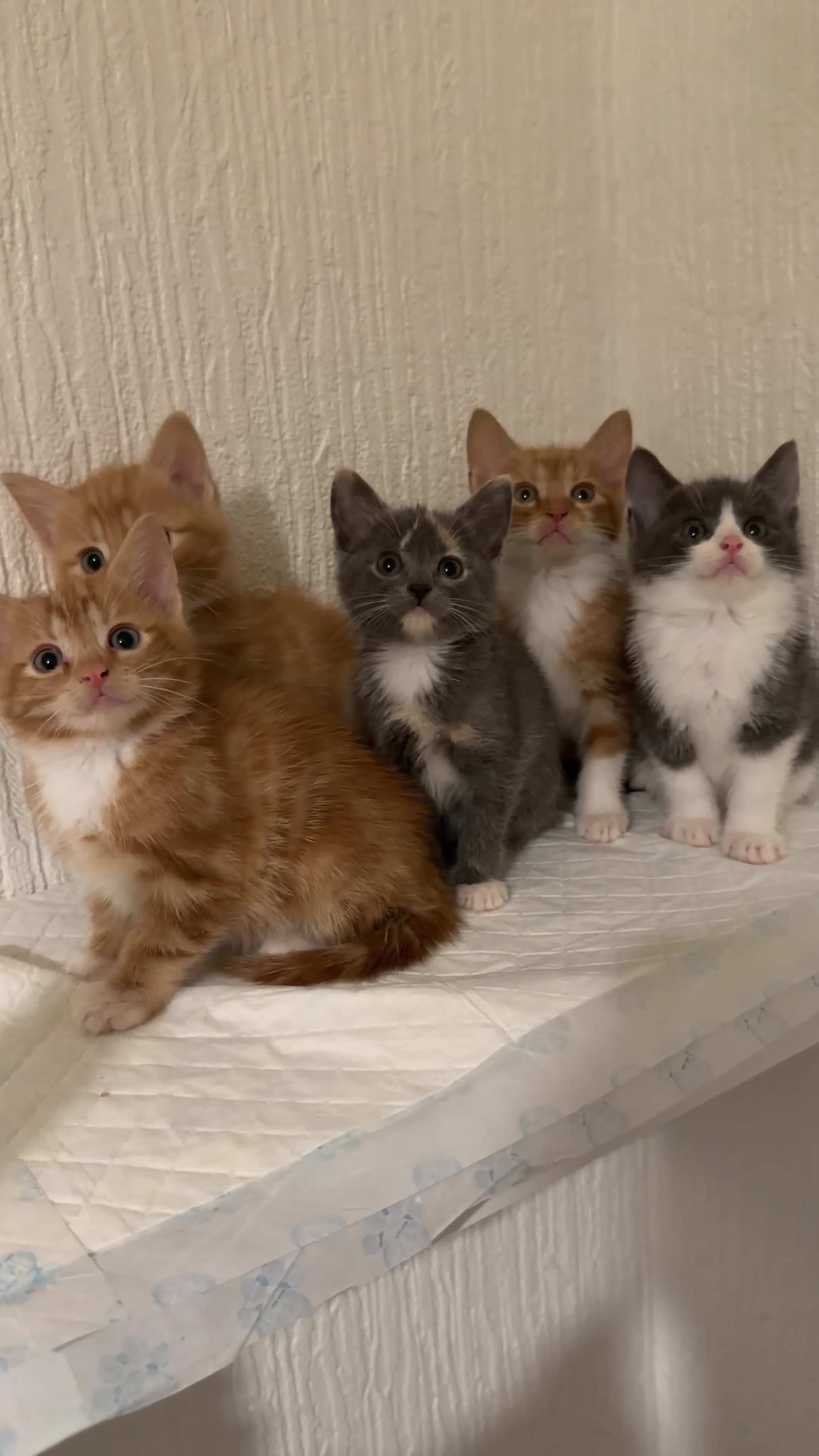 Mixed Breed cats for sale: Briths shorthair x ragdoll  - Video 1