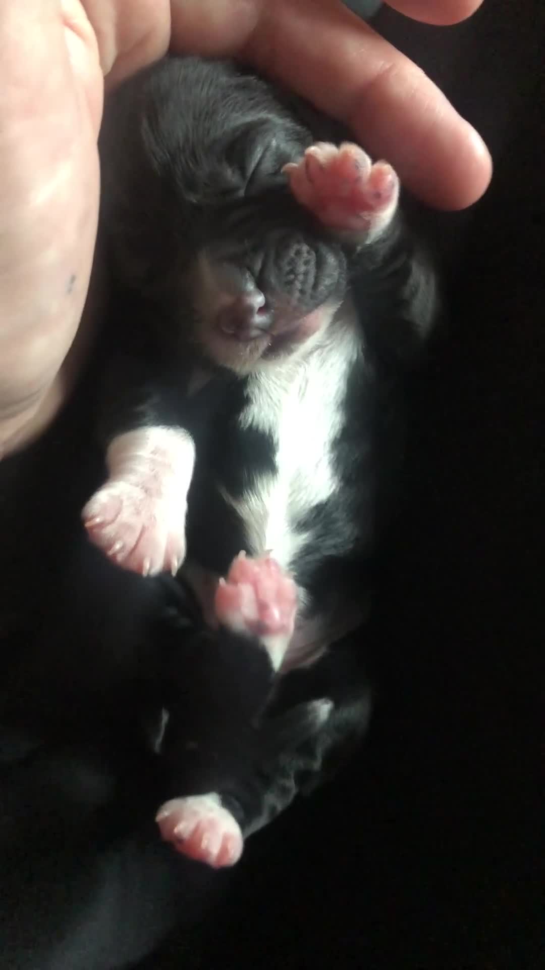 Cocker Spaniel dogs for sale: Cocker spaniel puppies 🐶  - Video 3