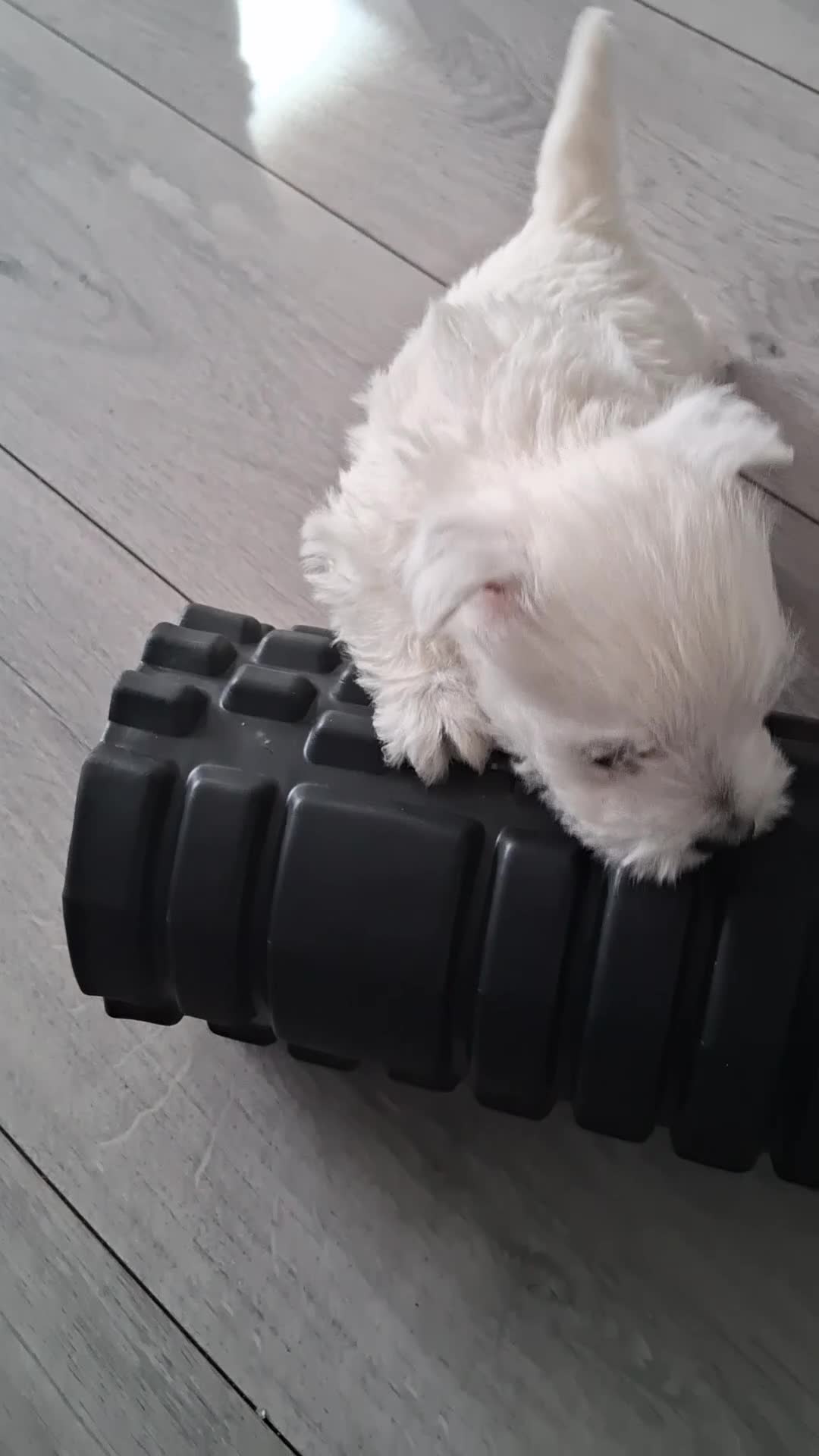 West Highland Terrier dogs for sale: Westie pups - Video 2