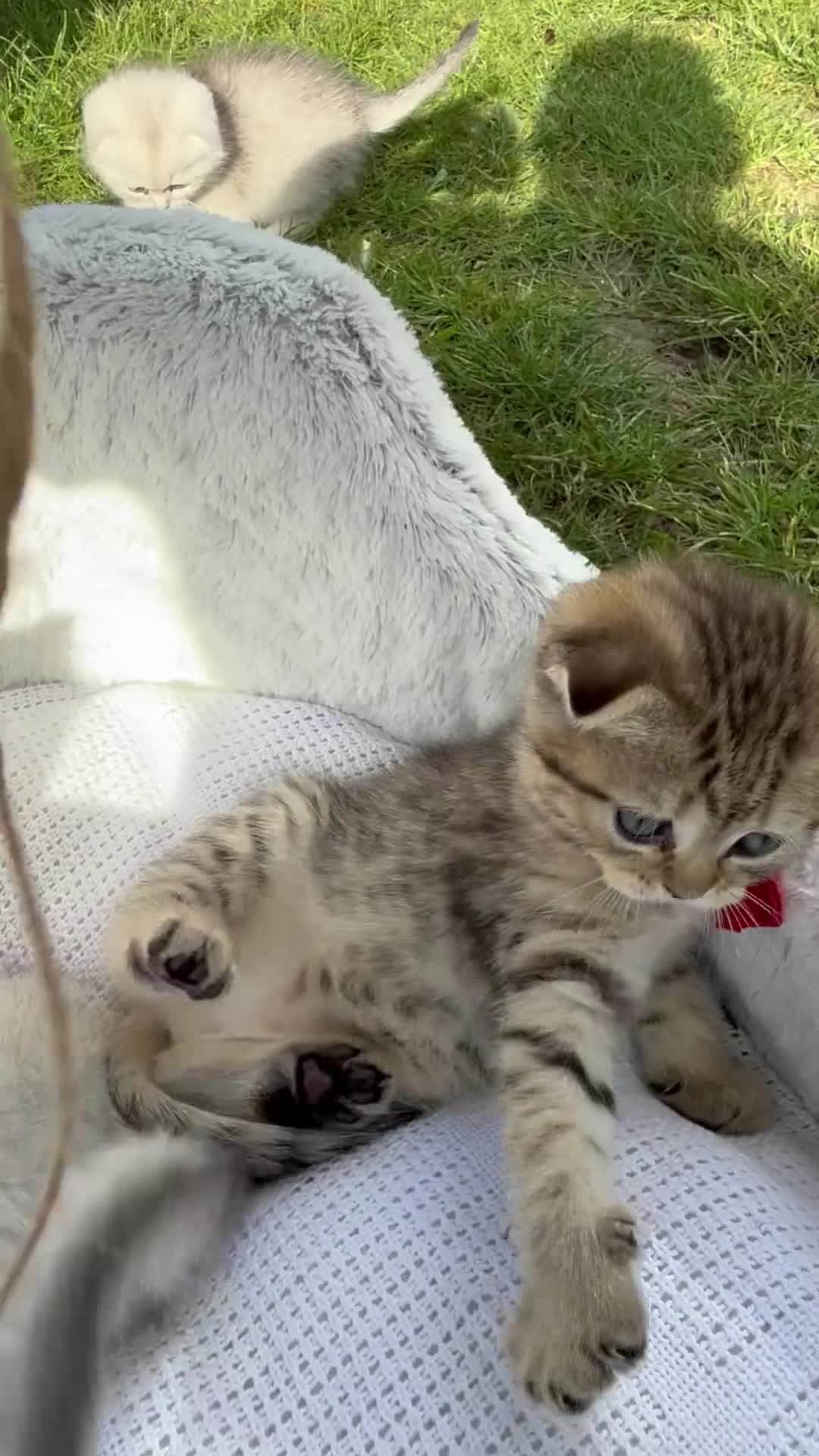Scottish Fold cats for sale: Beautiful Scotish fold girl in Romford - Video 1