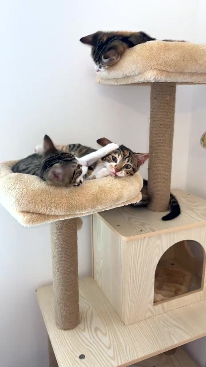 Bengal cats for sale: Kittens mixes bengal & calico  - Video 1