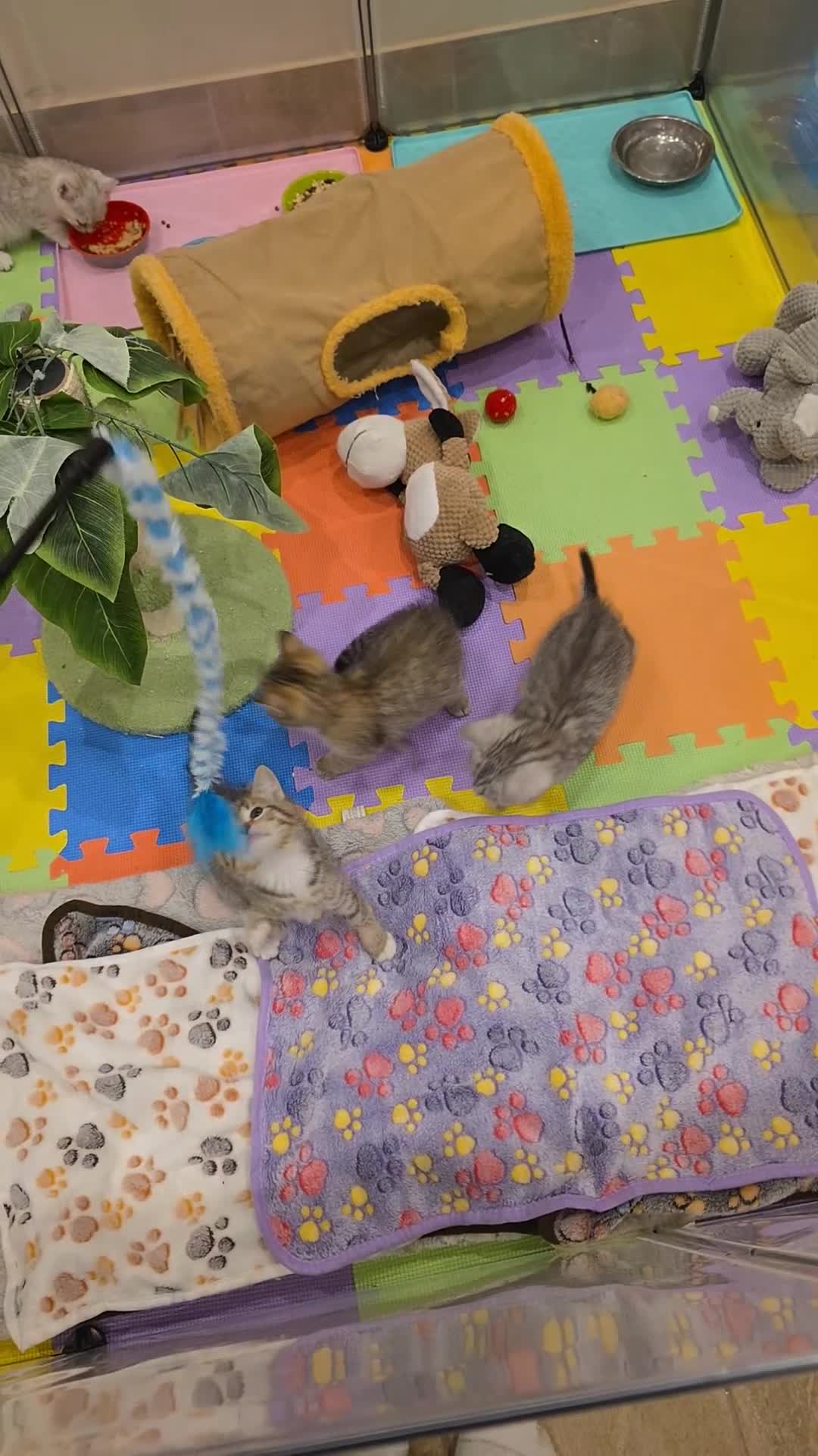 British Shorthair cats for sale: *REDUCED* 4 BRITISH SHORTHAIR KITTENS READY TO GO - Video 2