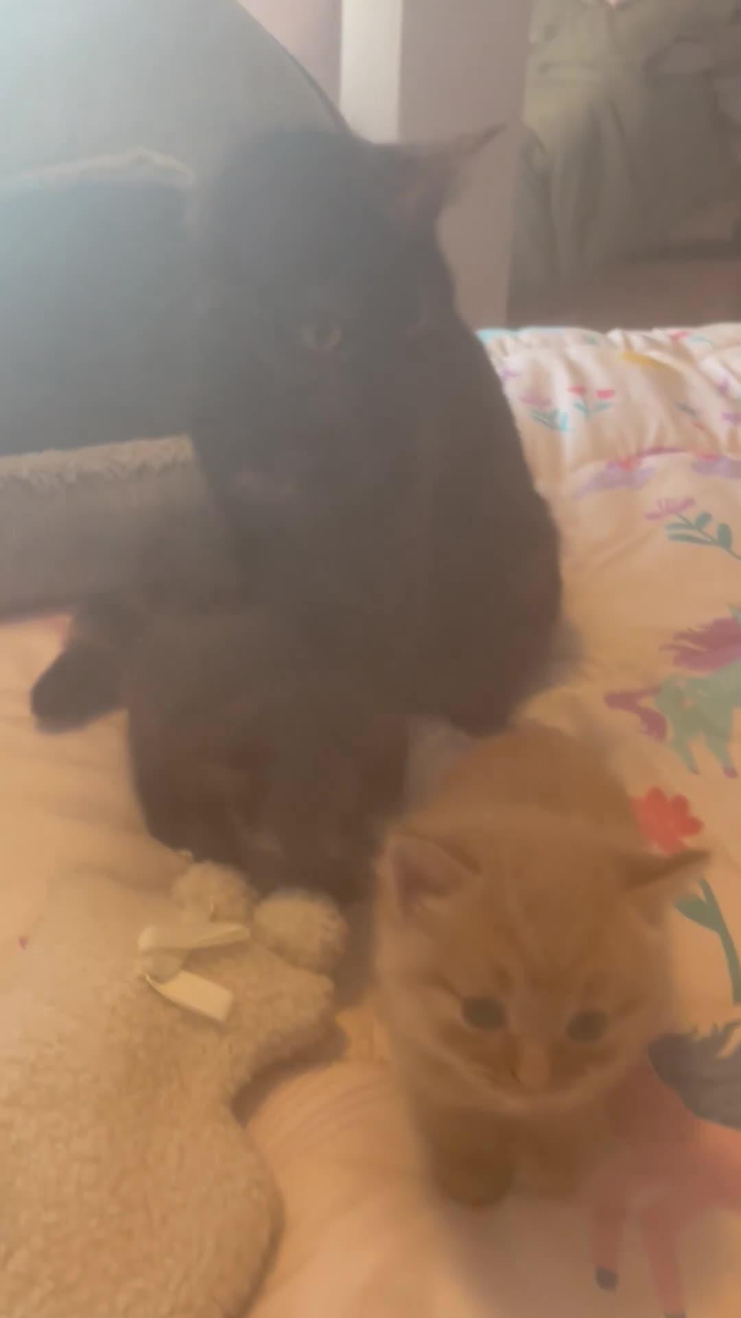 Mixed Breed cats for sale: Gorgeous fluffy kittens - Video 1