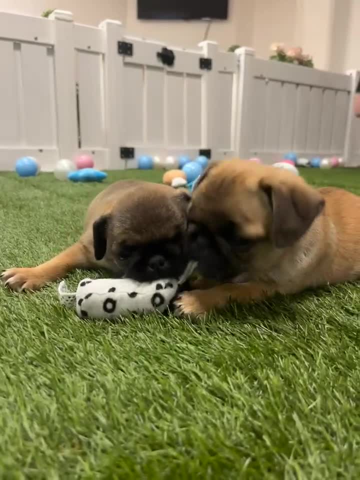 Pug dogs for sale: Full panda pugs - Video 1