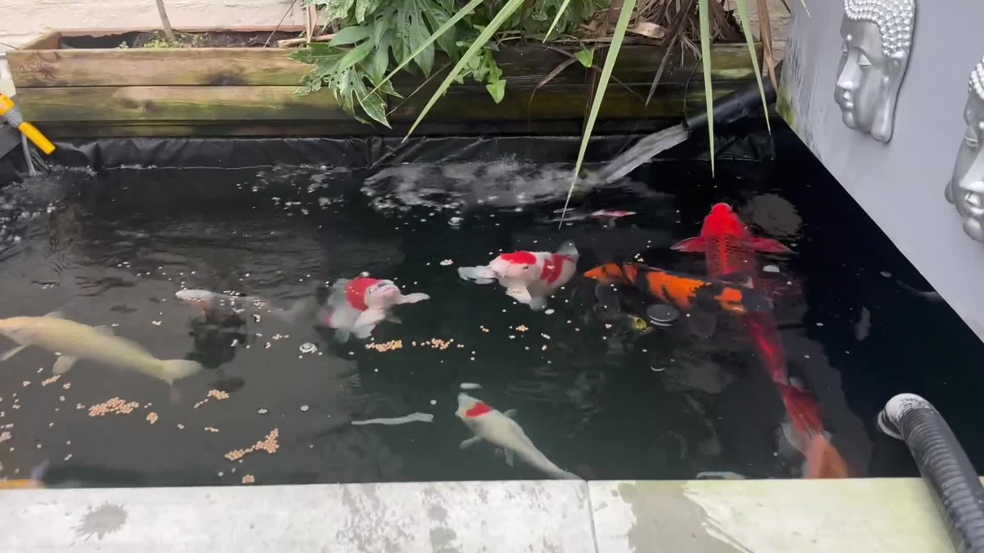 Koi Carp fish for sale: Koi carp  - Video 1