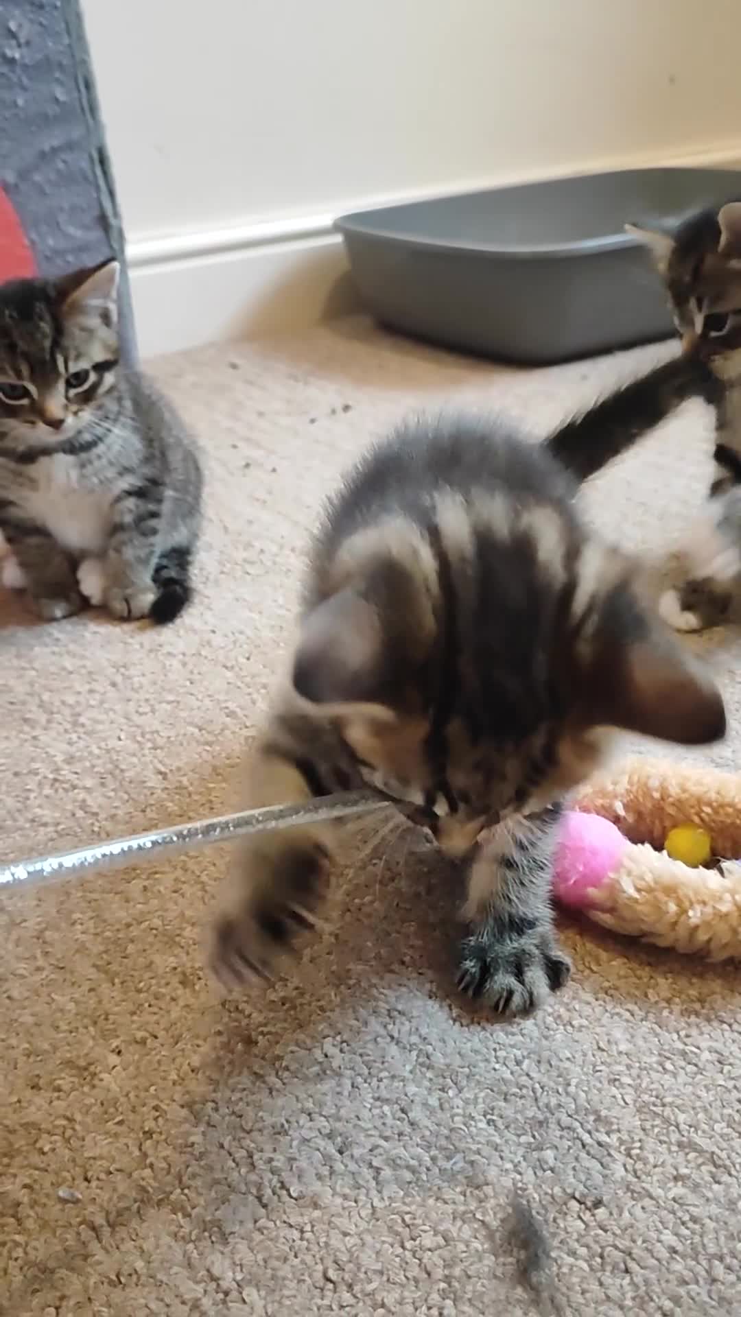 Mixed Breed cats for sale: Beautiful boy looking for forever home in Doncaster - Video 1