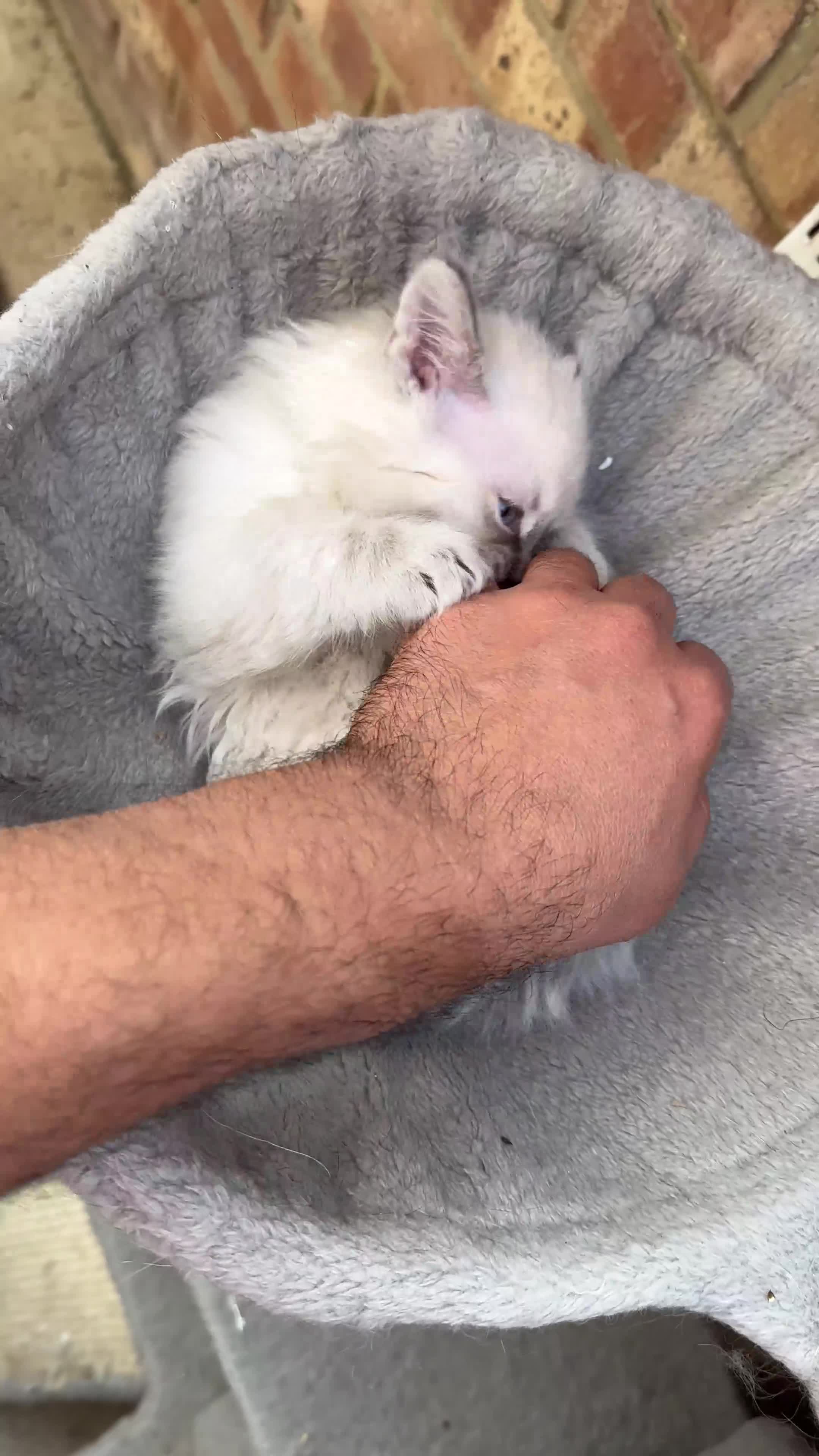 Ragdoll cats for sale: Last boy Stunning crazy playful pure Ragdoll - Video 2