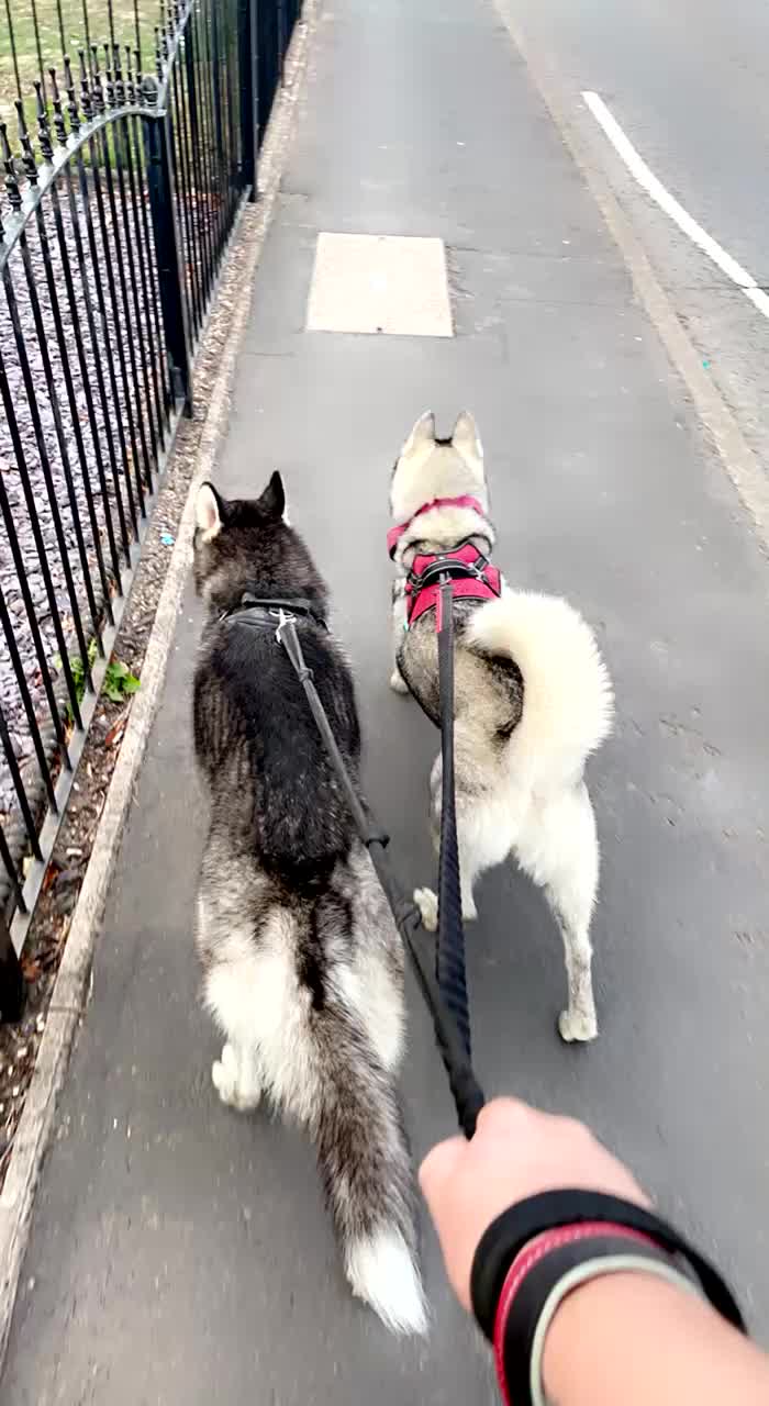 Utonagan dogs for sale: To husky up for sale one girl ,one boy  - Video 2