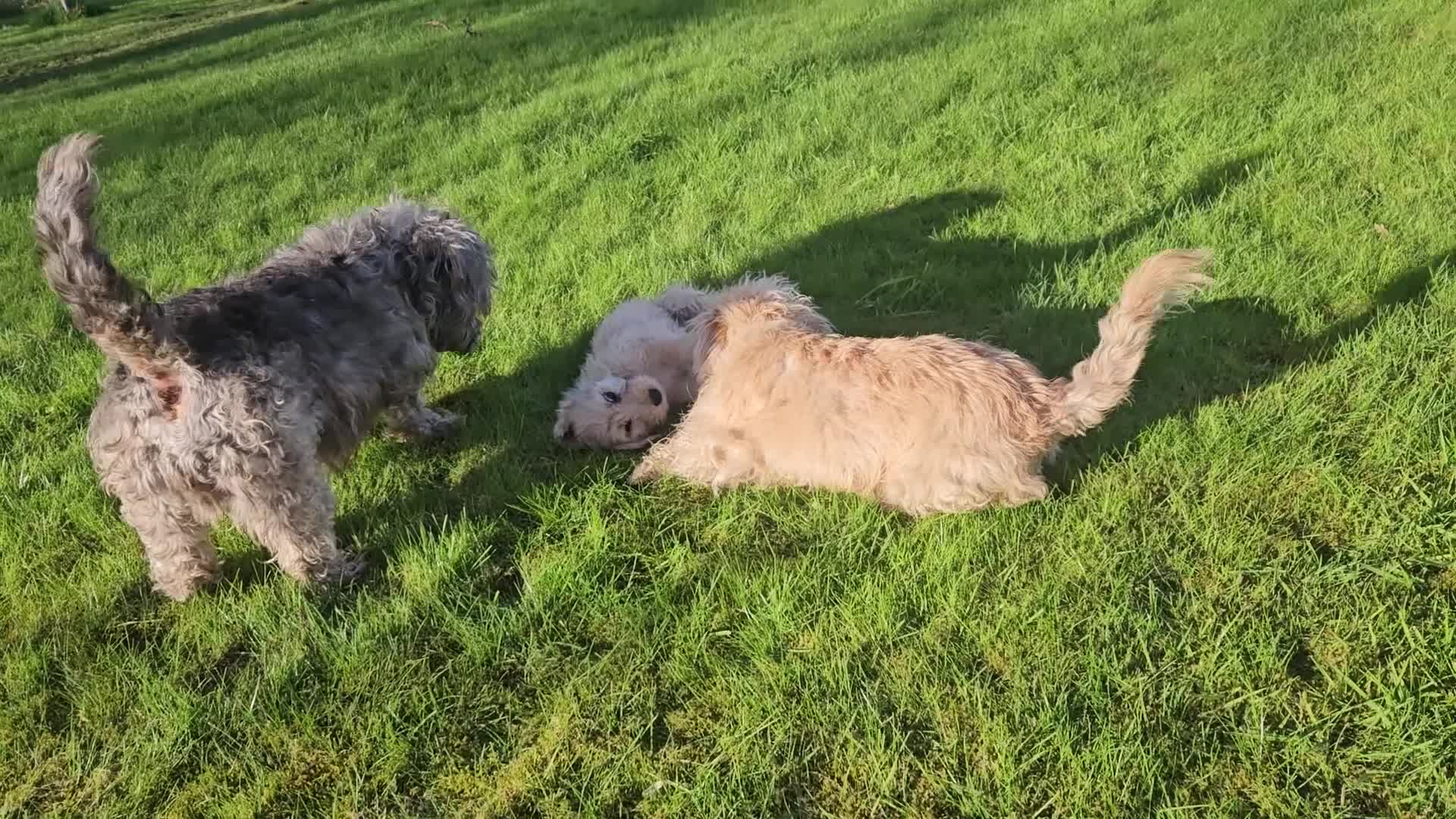 Glen of Imaal Terrier dogs for sale: Amhrasach Rógaire - Video 1