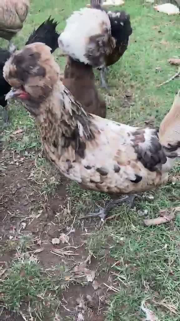 Chickens poultry for sale: Ornamental poultry  - Video 1