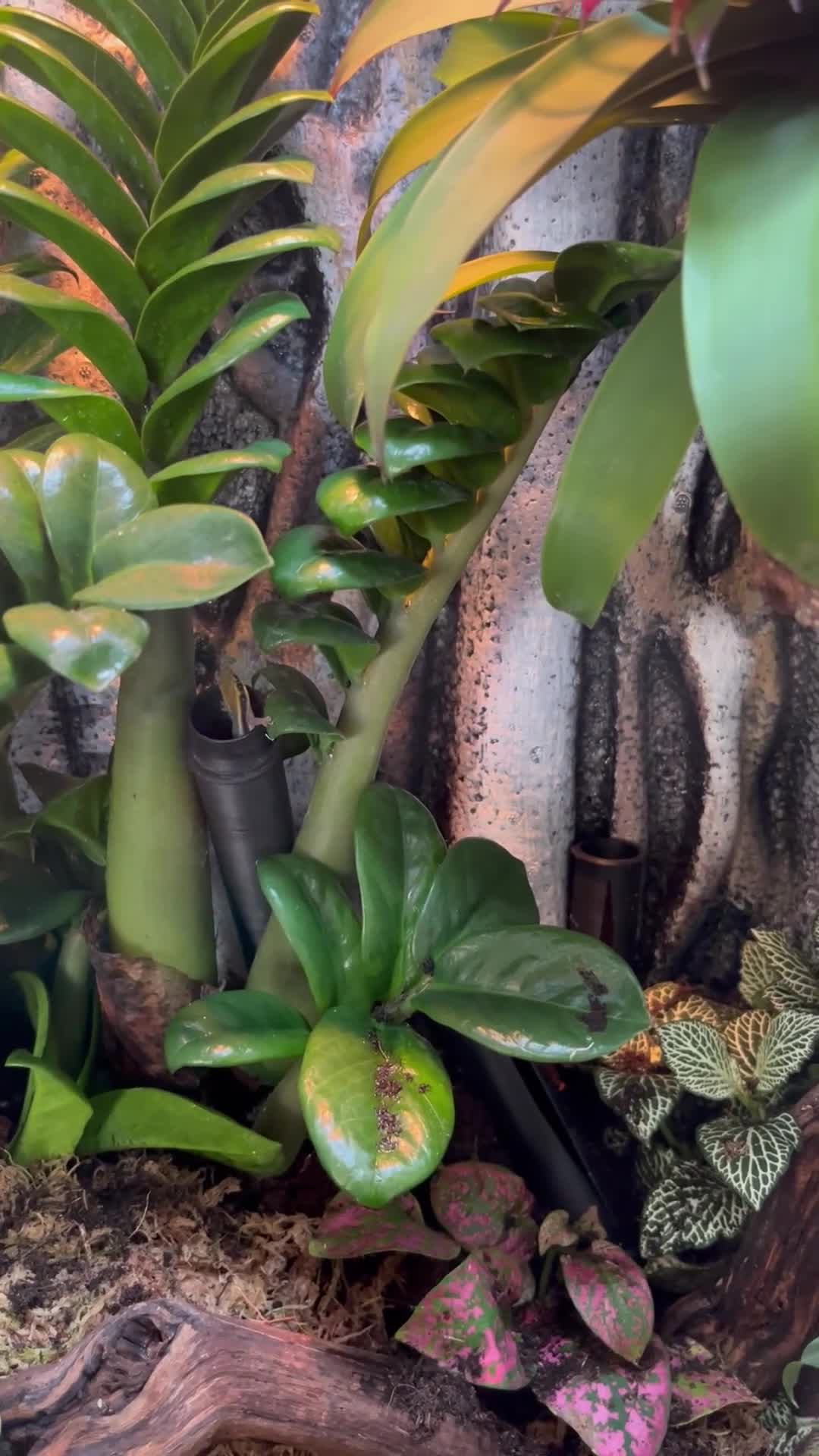 Gecko reptiles for sale: Neon geckos  - Video 1