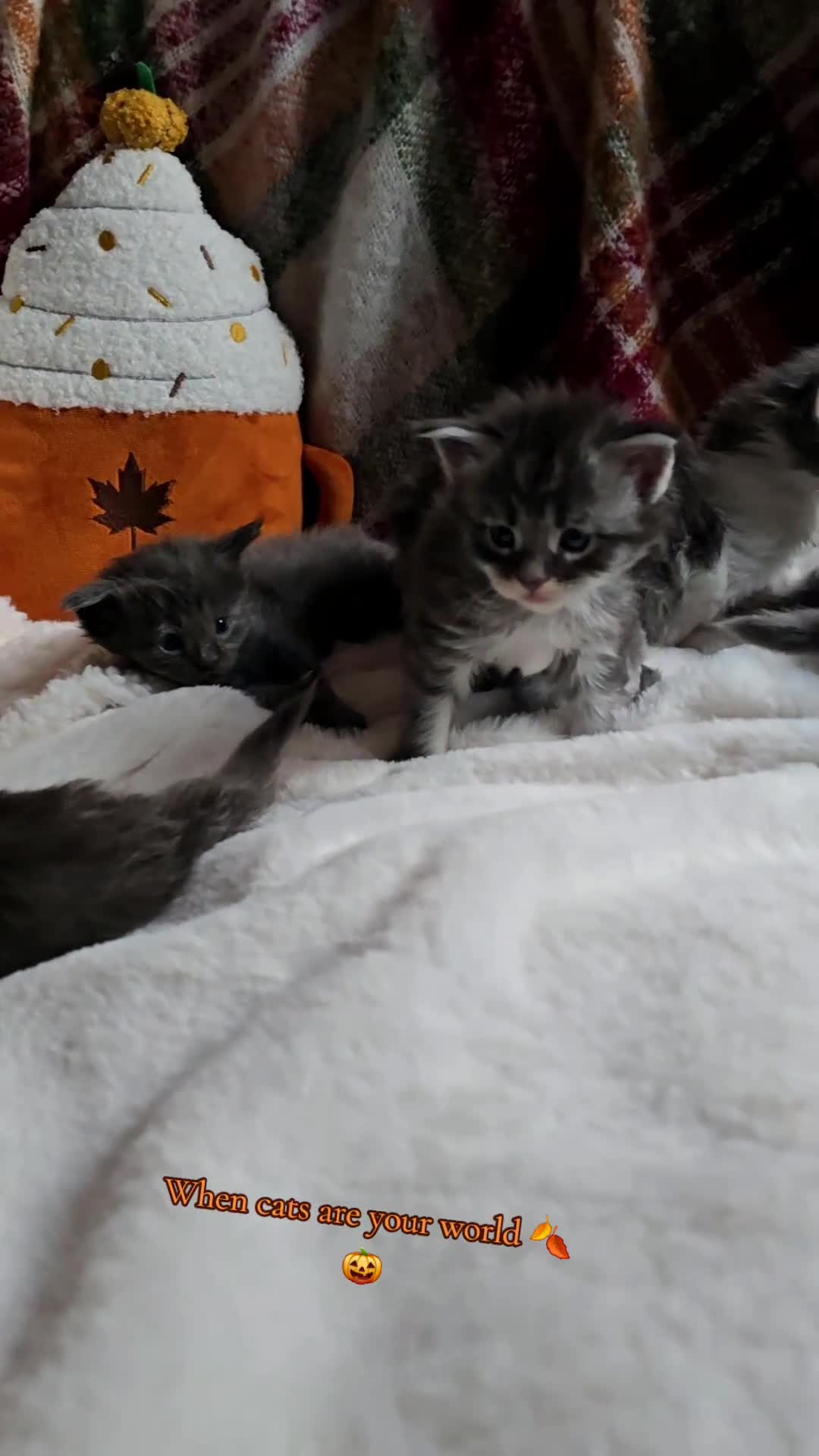 Maine Coon cats for sale: *Reduced for last boy*  - Video 1