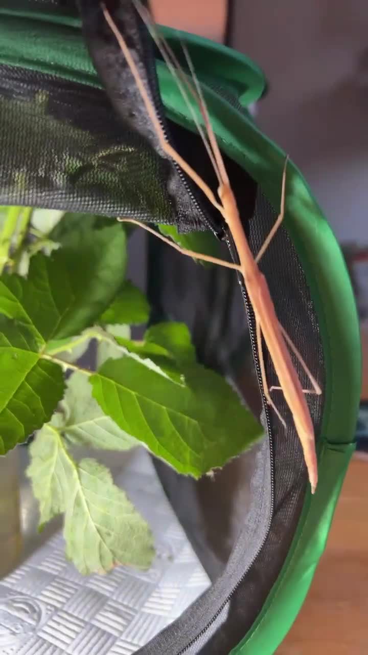 Stick Insects invertebrates for sale: Pink Winged Stick Insect Sipyloidea sipylus  - Video 1
