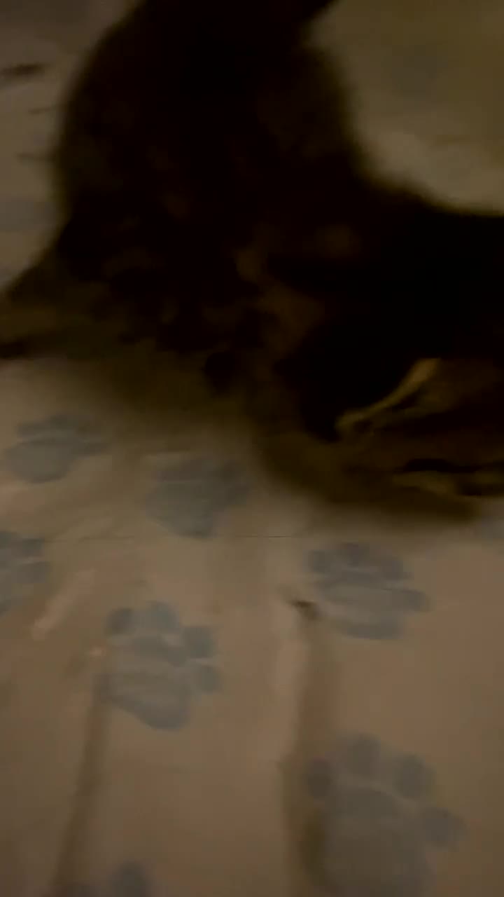 Mixed Breed cats for sale: Kittens for sale - Video 1
