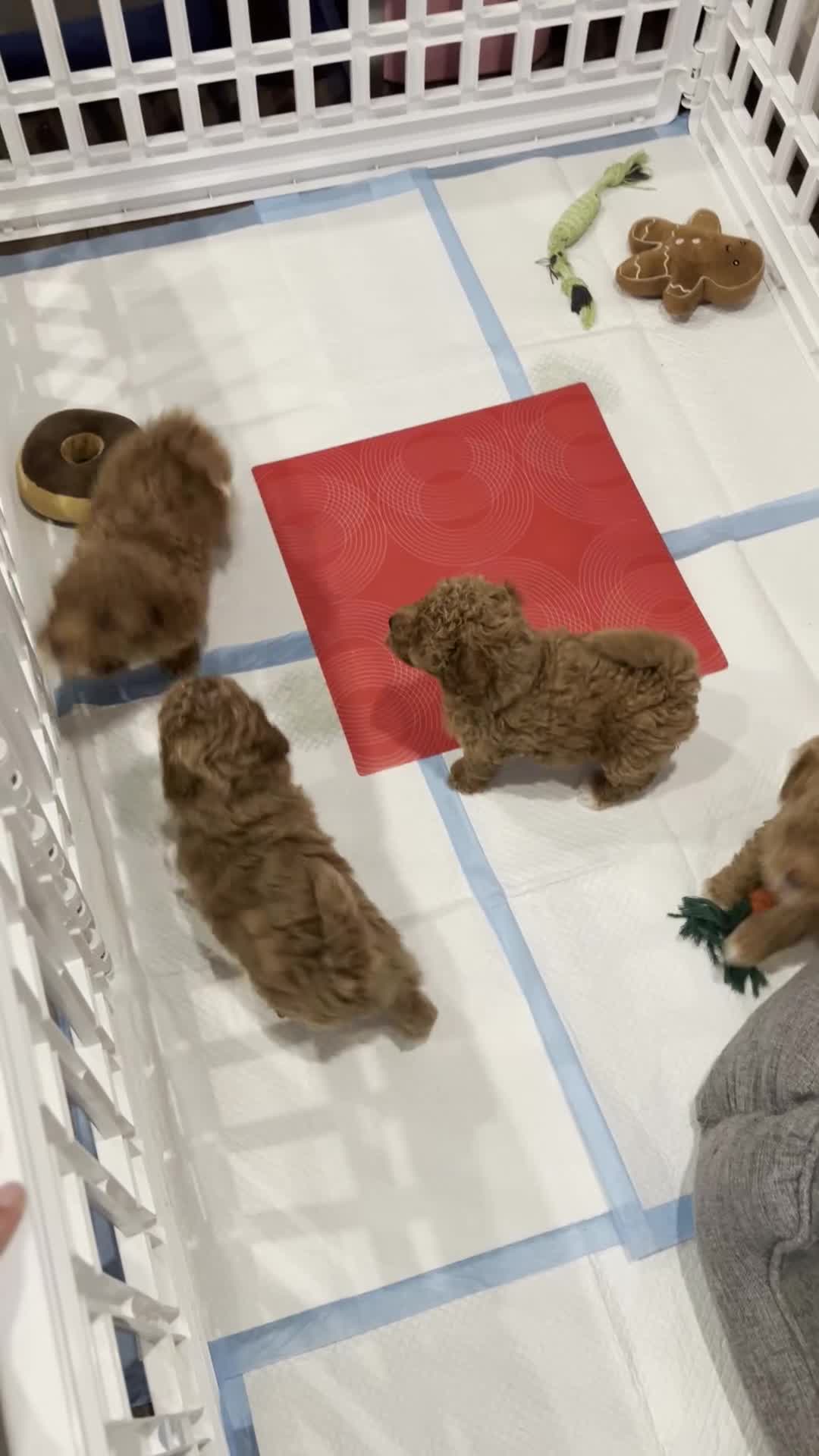 Toy Poodle dogs for sale: 4 stunning pure-bred Toy Poodle puppies - Video 1