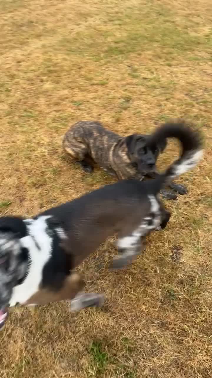 Mixed Breed dogs for sale: Stunning litter of 7 Presa Canario X Bandog - Video 1