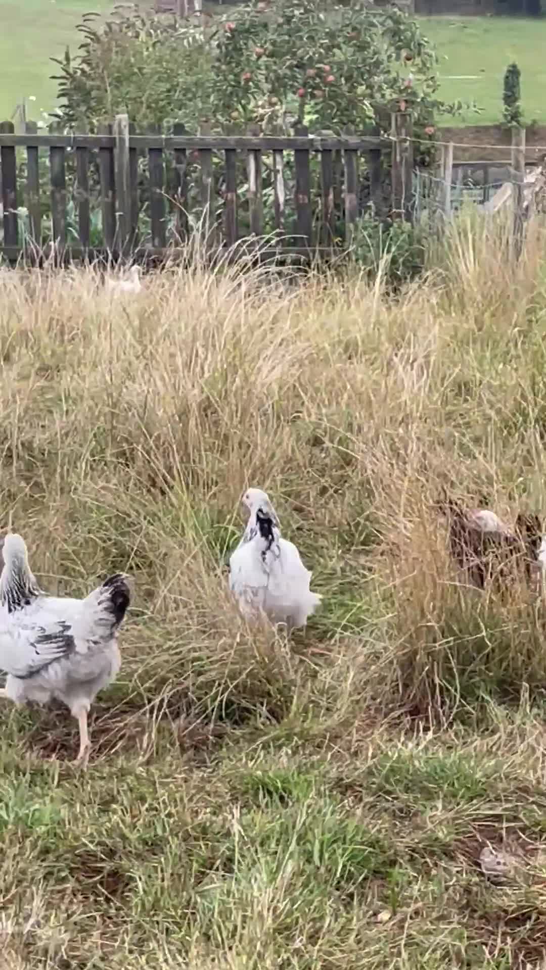 Hens poultry for sale: Light Sussex pure and crossed - Video 1