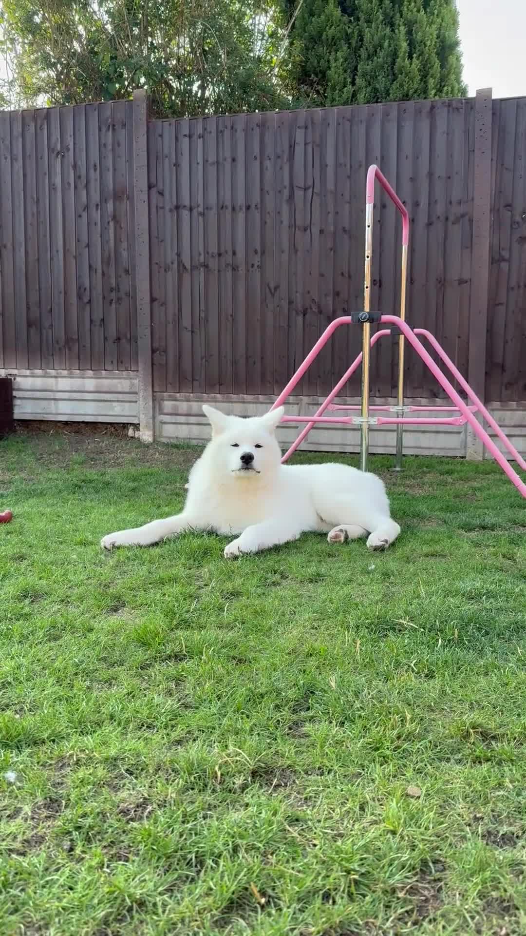 Japanese Akita Inu dogs for sale: Lovely white boy is looking for 5 ⭐ home!  in Northampton - Video 1