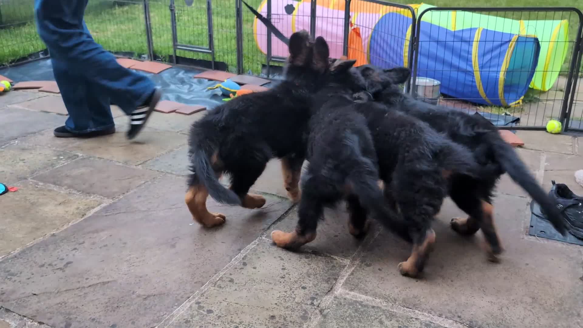 German Shepherd dogs for sale: Gorgeous and healthy German Shepherds Puppies - Video 1