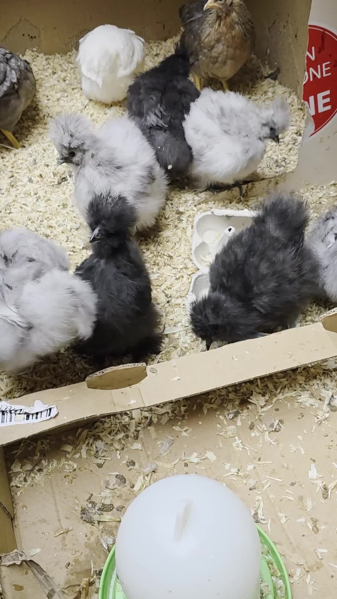 Chickens poultry for sale: Usa silkies - Video 2