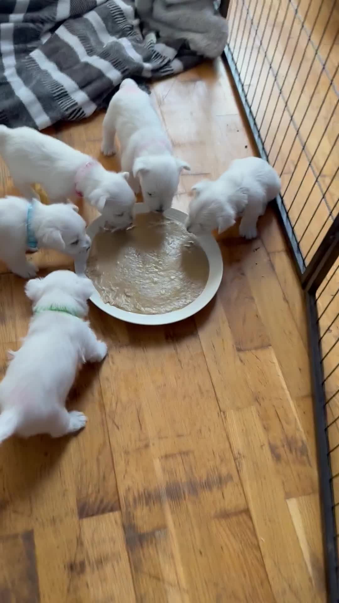 West Highland Terrier dogs for sale: Stunning Hand-Reared Westies – 4 Beautiful Boys - Video 3