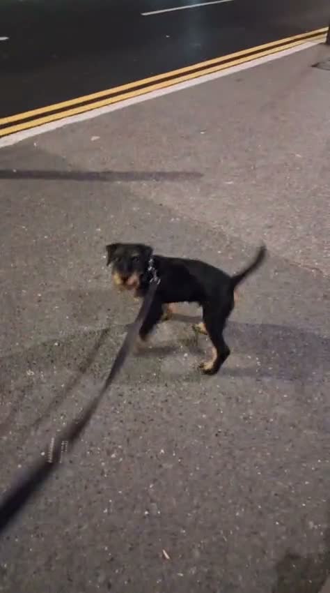 Jagdterrier dogs for sale: Jagdterrier for sale - Video 1