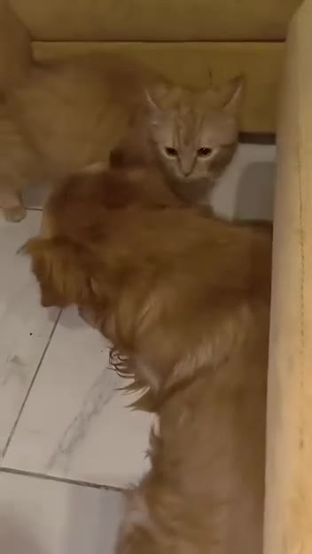 Golden Retriever dogs for adoption: My name is Barney and I love cats (and dogs) - Video 1