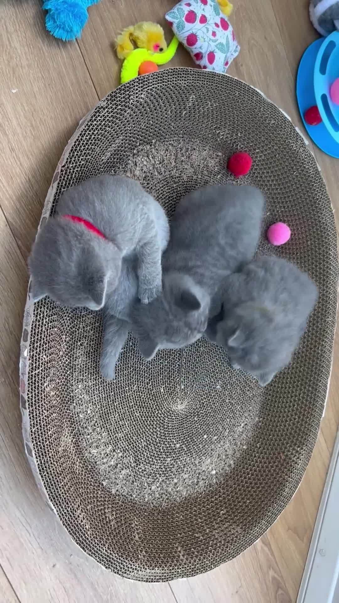 British Shorthair cats for sale: 5 playful blue British short hair kittens  - Video 1