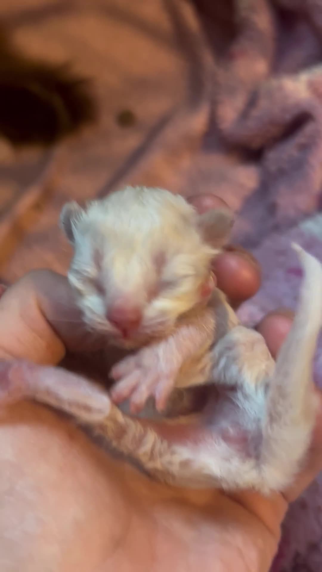 Ragdoll cats for sale: Ragdoll kittens  - Video 3