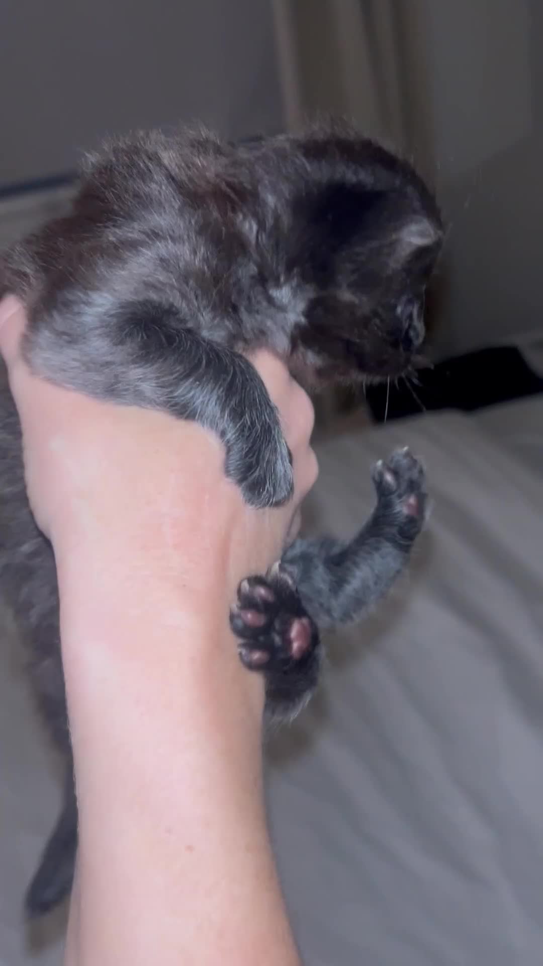 Mixed Breed cats for sale: Half ragdolls  - Video 3
