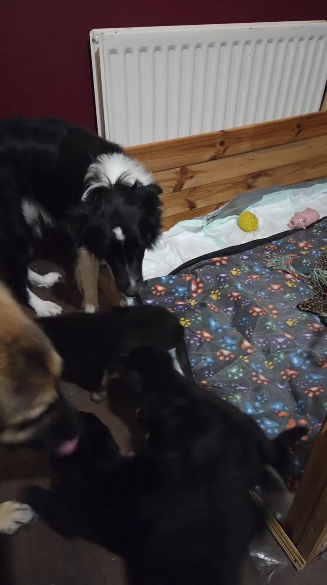 Mixed Breed dogs for sale: Shollie Puppies for Sale - Video 1