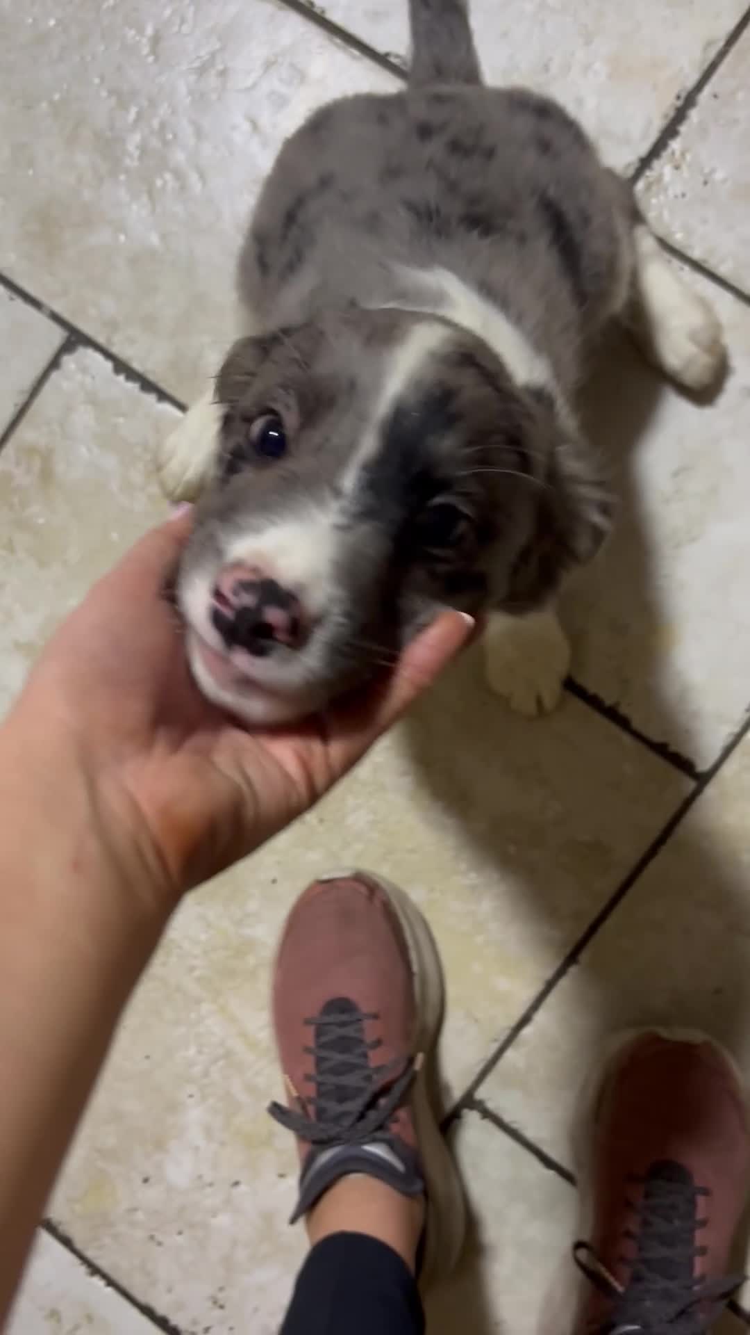 Mixed Breed dogs for sale: Border collie x cavalier King Charles spaniel pups in Armagh - Video 2