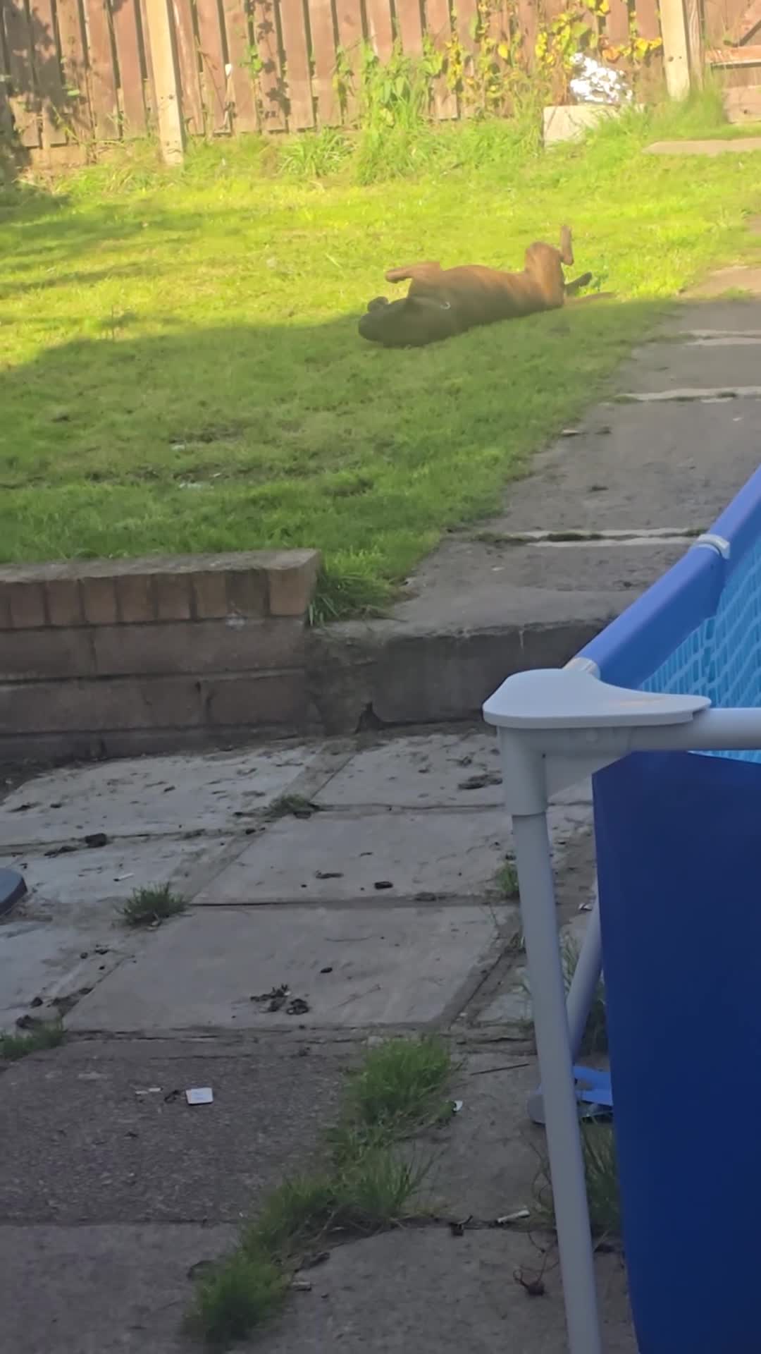 Staffordshire Bull Terrier dogs for sale: To good home - Video 1
