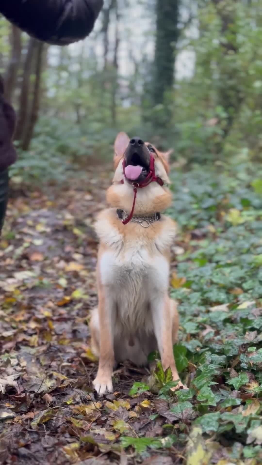 German Shepherd dogs for sale: Male German Shepherd Dog - Video 1