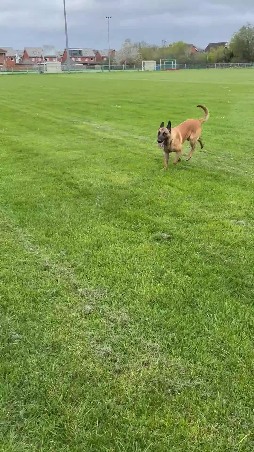 Belgian Shepherd Dog dogs for sale: 1 year Belgian Malinois Pure - Video 1
