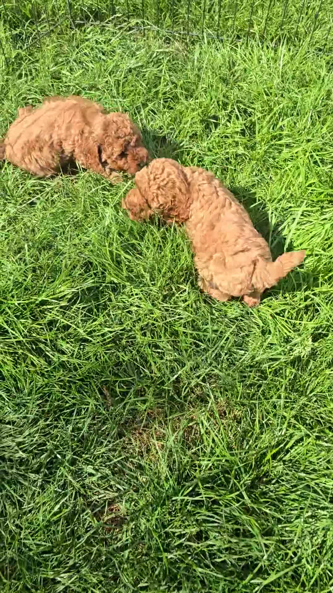 Toy Poodle dogs for sale: Fox Red poodle puppies  - Video 1