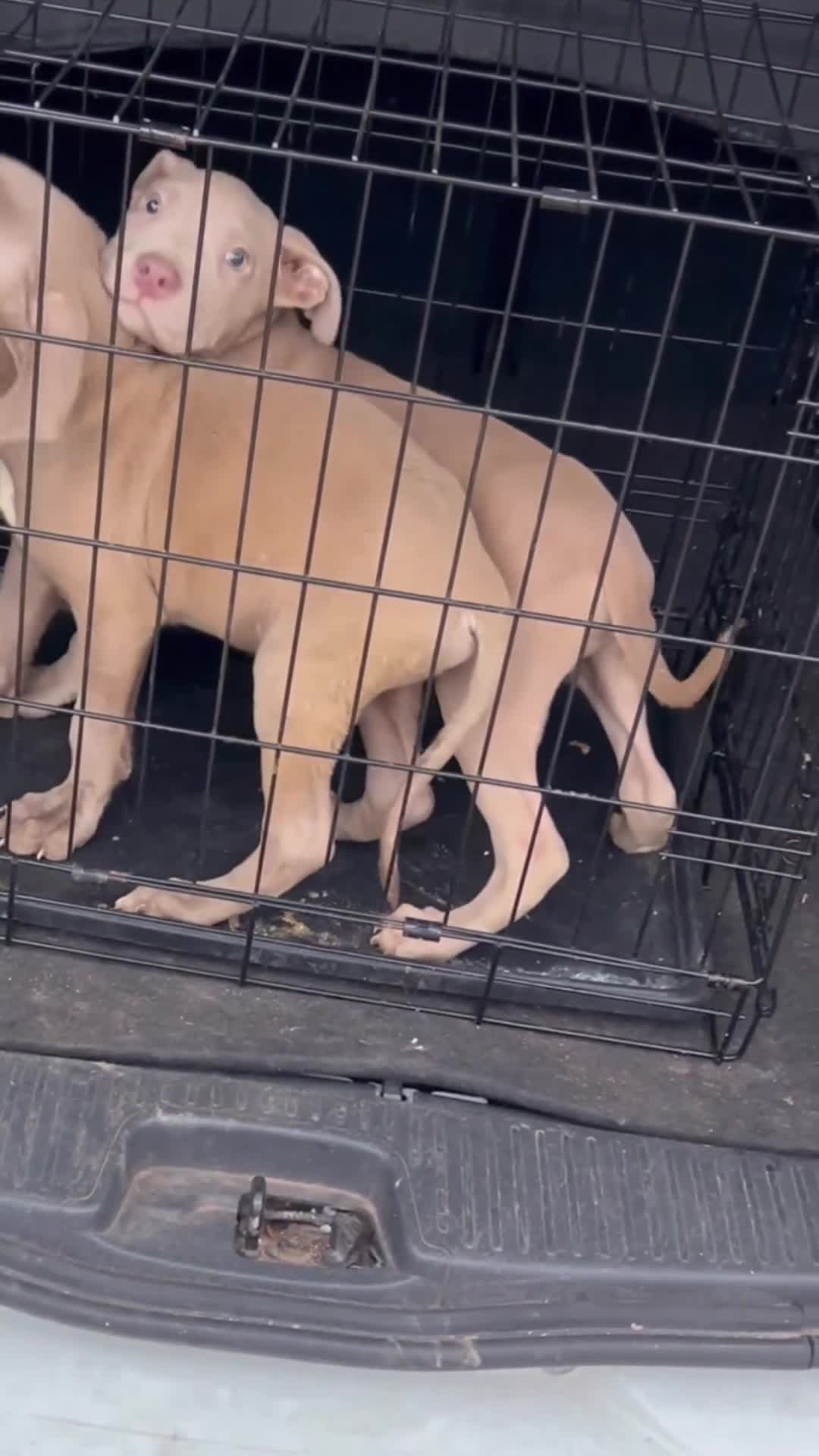 Mastiff dogs for sale: American Mastiff Males - Video 1