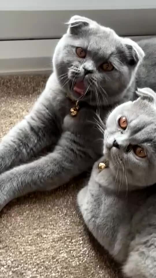 Scottish Fold cats for sale: Scottish Folds  - Video 1