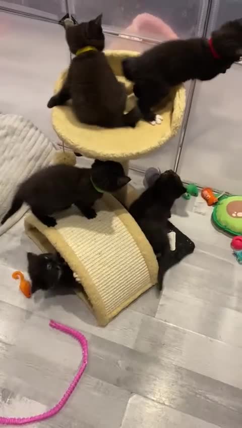British Shorthair cats for sale: 7 stunning British shorthair cross kittens🩷🩵 - Video 1