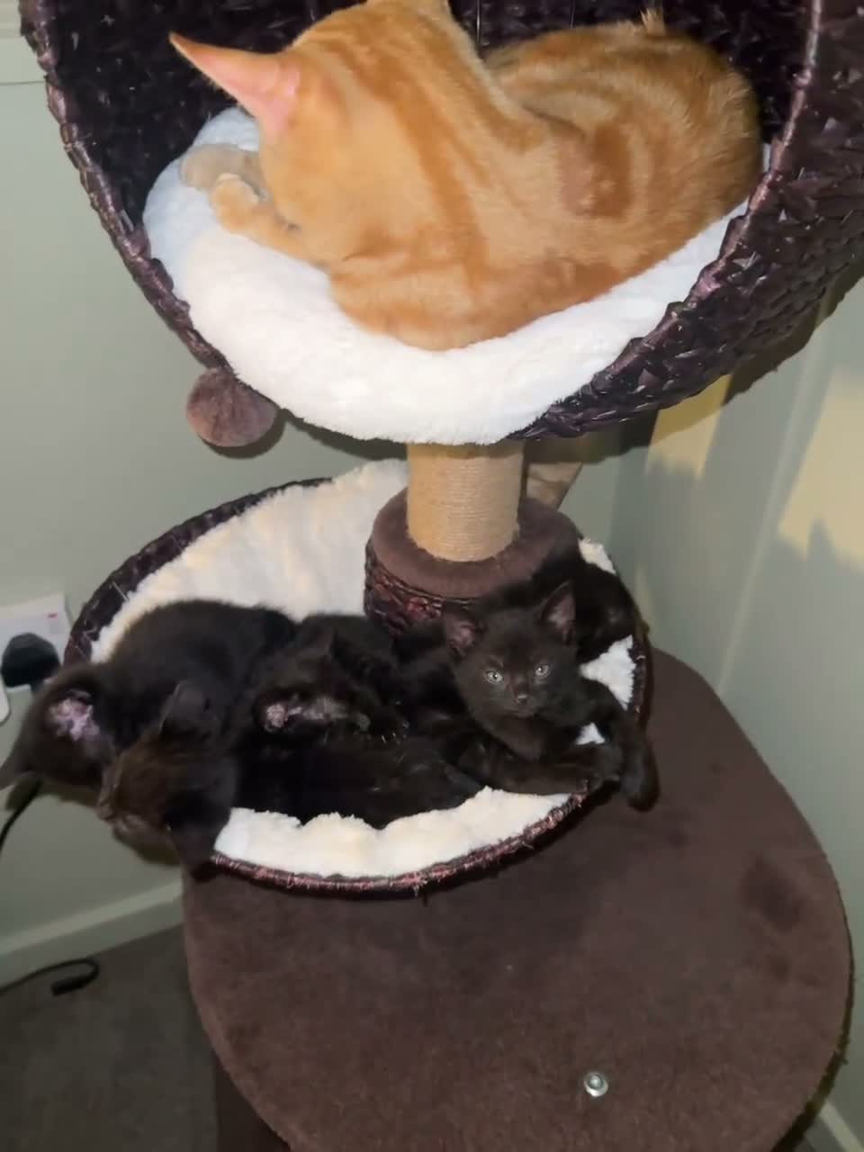 British Shorthair cats for sale: 7 beautiful kittens looking for there home  - Video 1