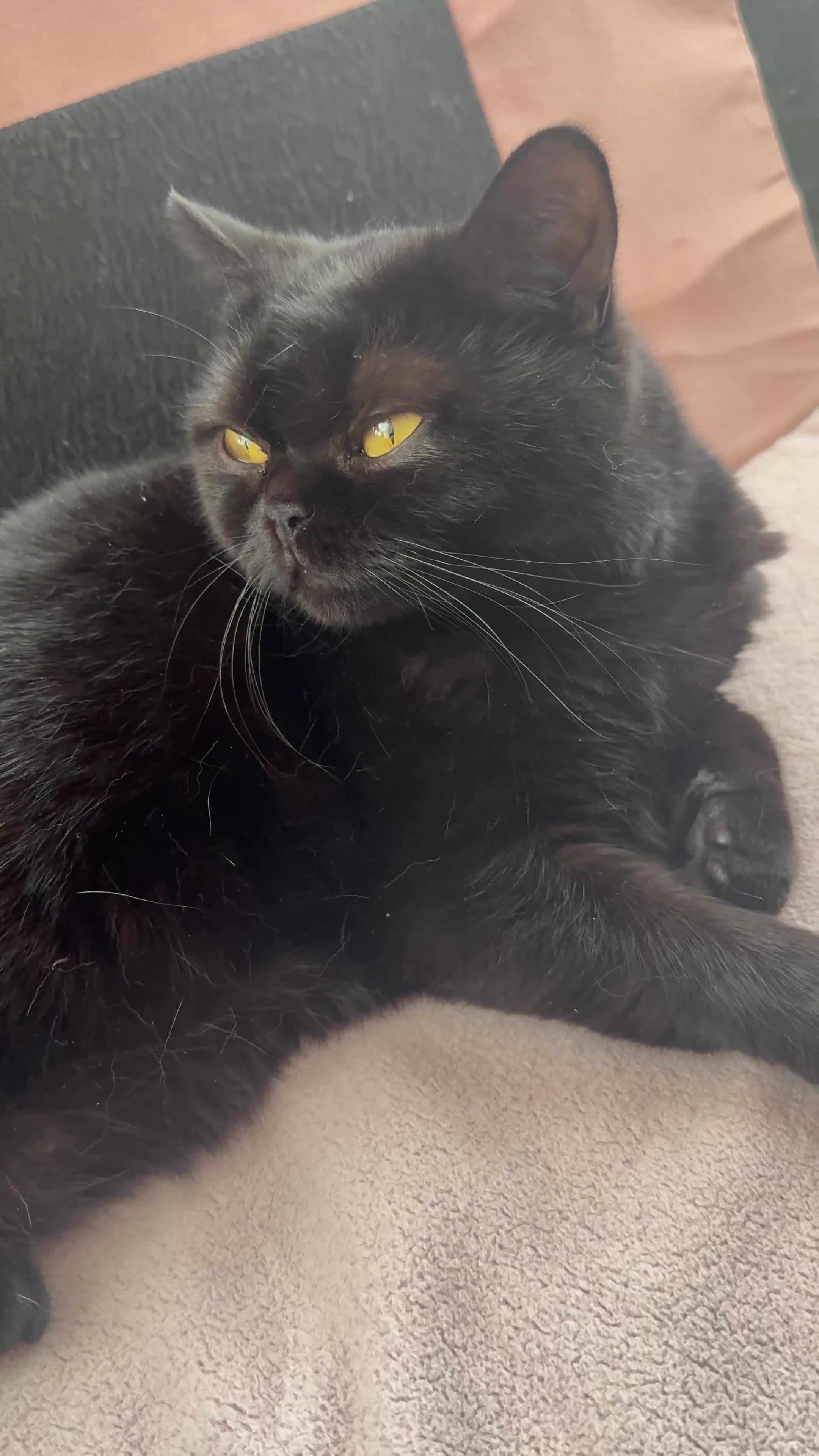 British Shorthair cats for sale: Free British shorthair Female golden eyes - Video 1