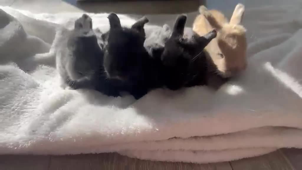 Mixed Breed rabbits for sale: Lop mixed bunnies  - Video 2